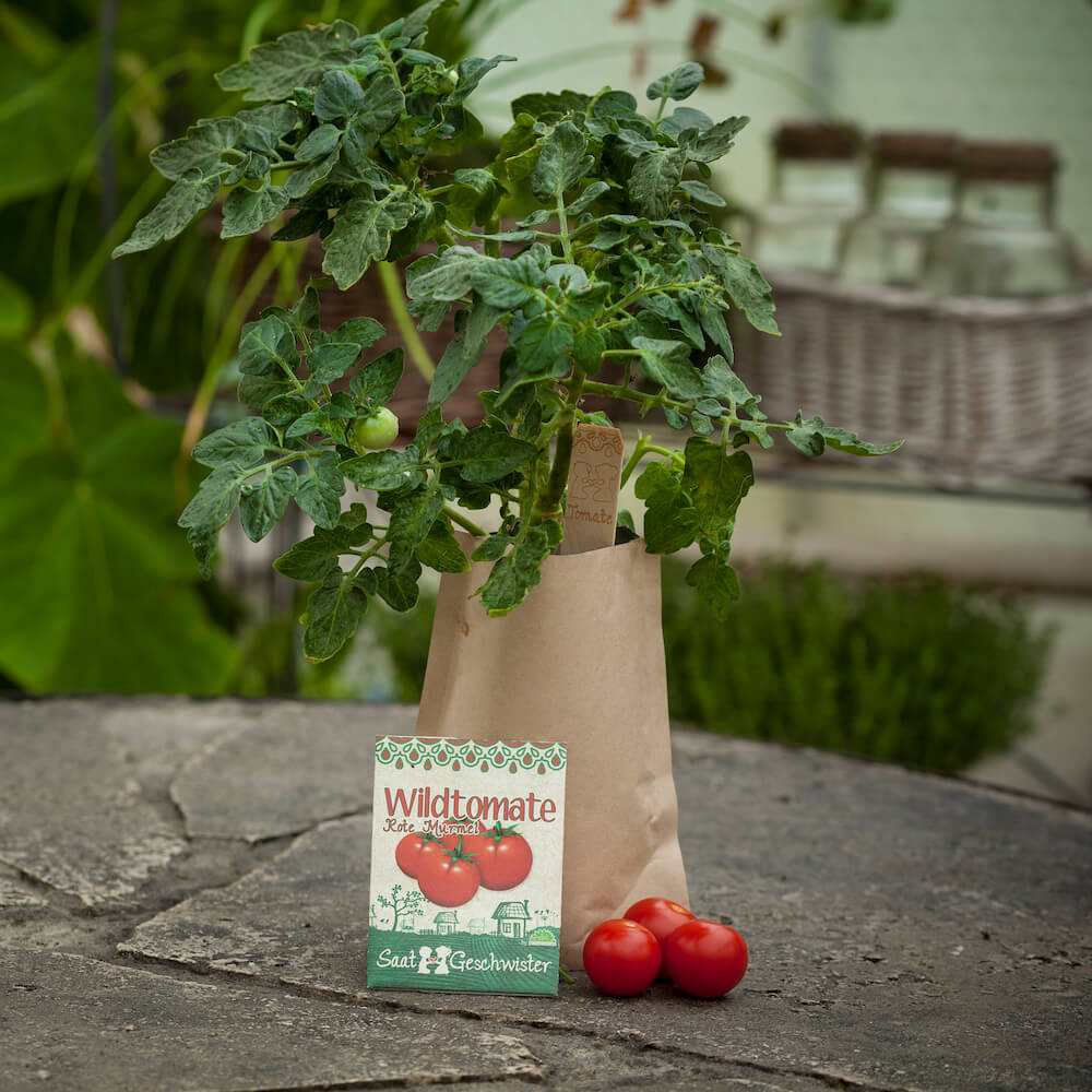 Minigarten aus der Tüte (Tomate rote Murmel)